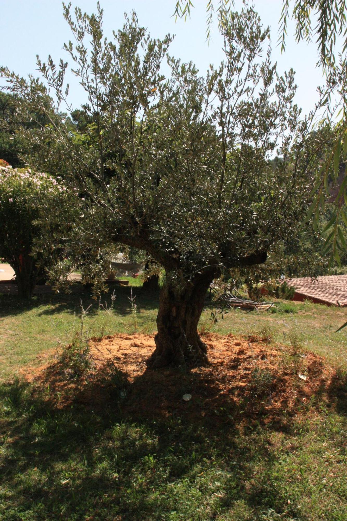 Villa Des Roses Roussillon en Isere Exterior foto